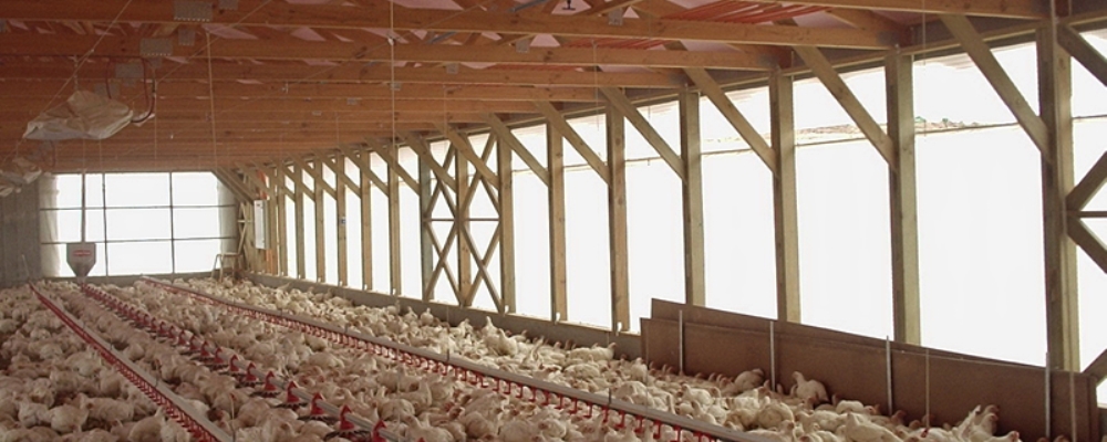 plantel de pollos web