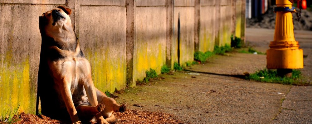 la carpa del diablo 06 de mayo web