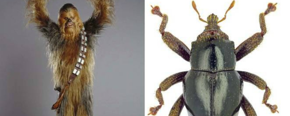 chewbacca escarabajo web