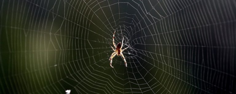 Araña oído tela