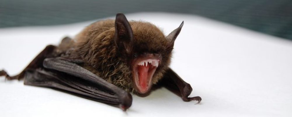 Murciélago con Rabia