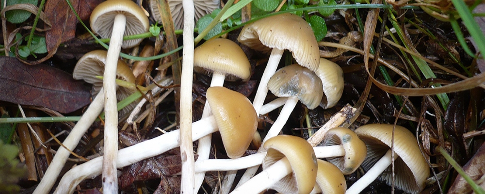 hongos alucinógenos web