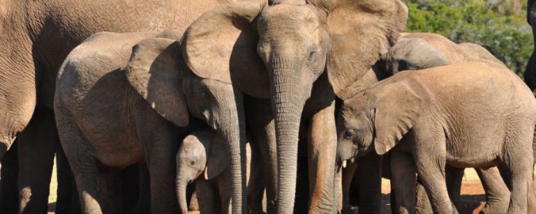 elefantes África