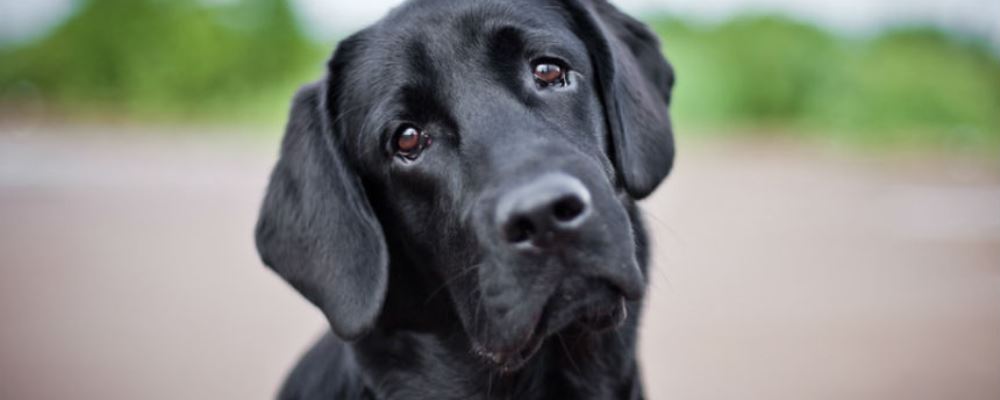 mirada tristeza perros