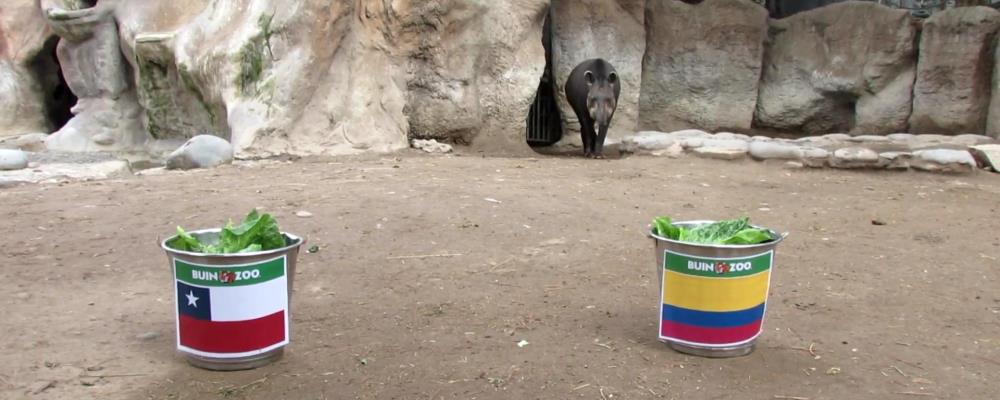 Tapir Manolo Chile Colombia