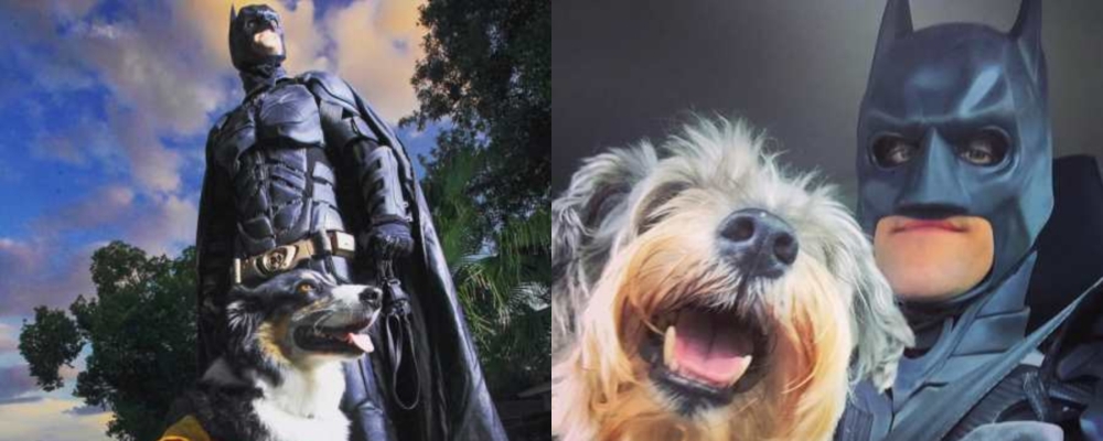 Batman salva perritos web