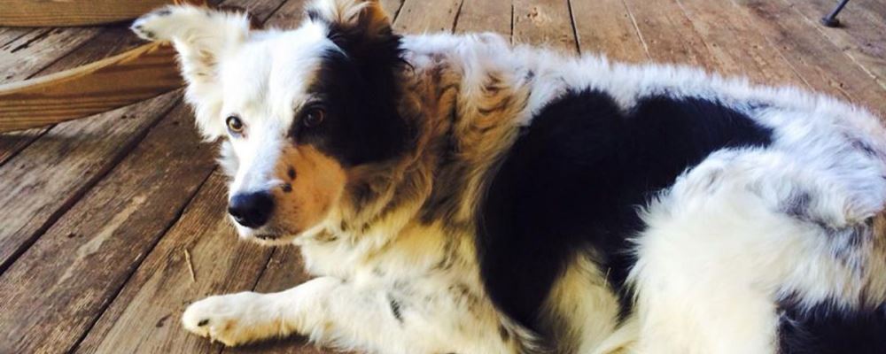 Chaser collie perro web