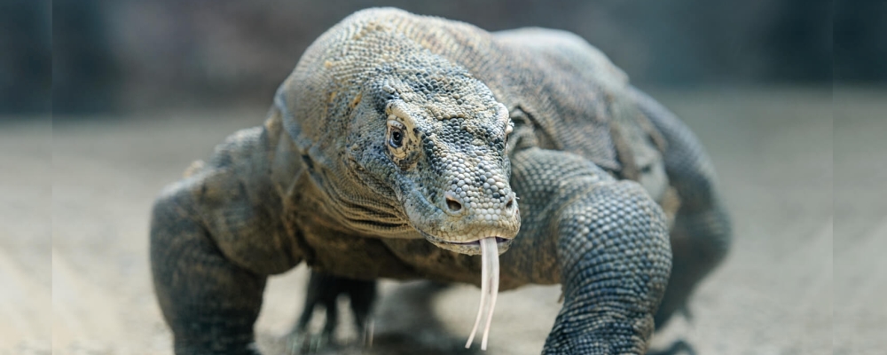 Komodo Dragon web