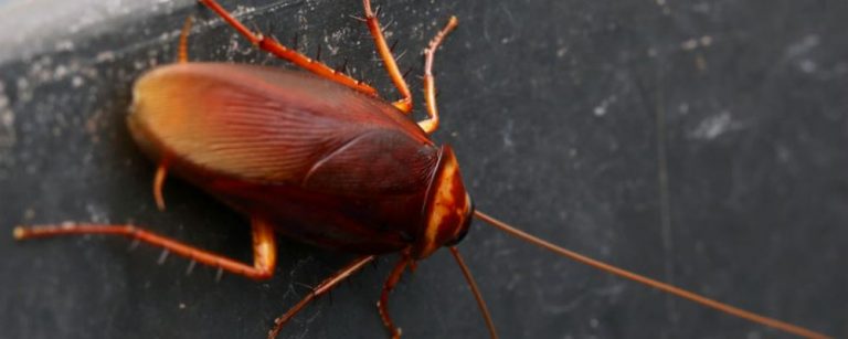 cucarachas insectcidas