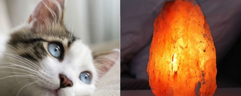 lámparas mascotas