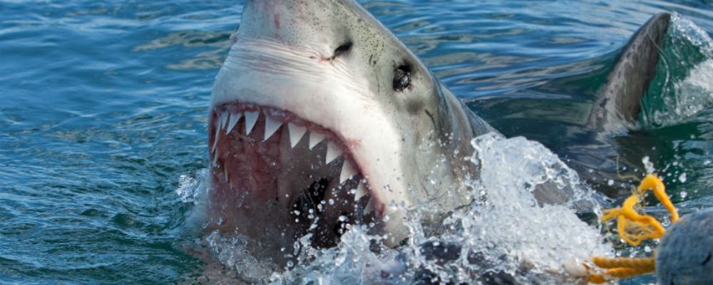 surfista tiburón