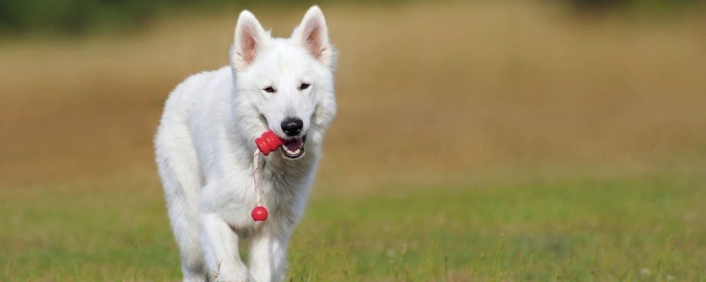 No le den ibuprofeno a los perritos porfa