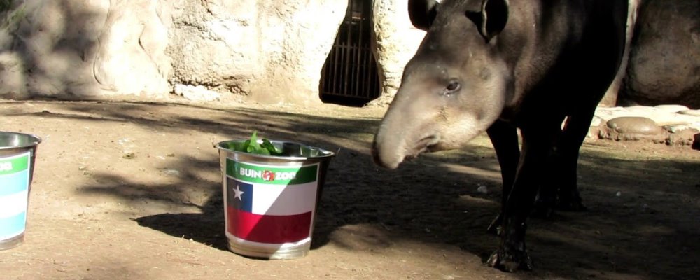 Tapir Manolo Chile Argentina