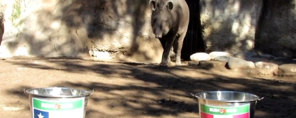 Tapir Manolo Chile Perú