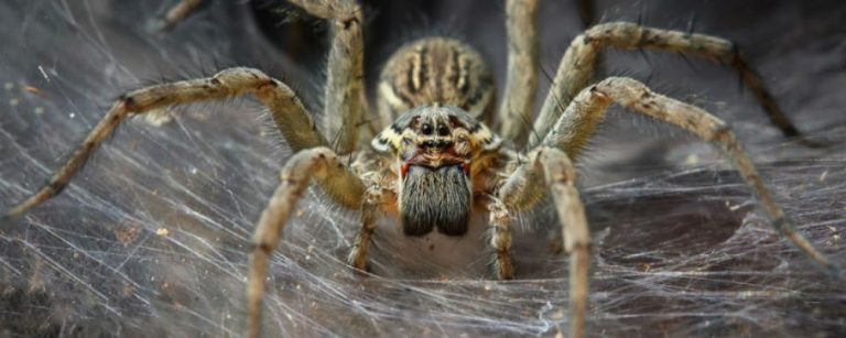 arañas agresivas