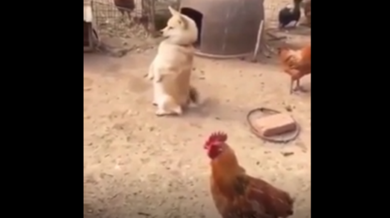 perro gallo