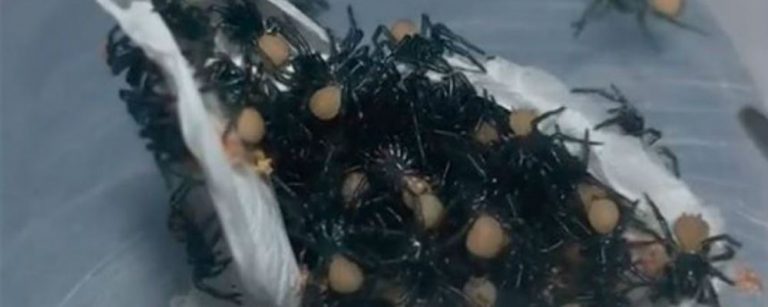 arañas mortales Australia