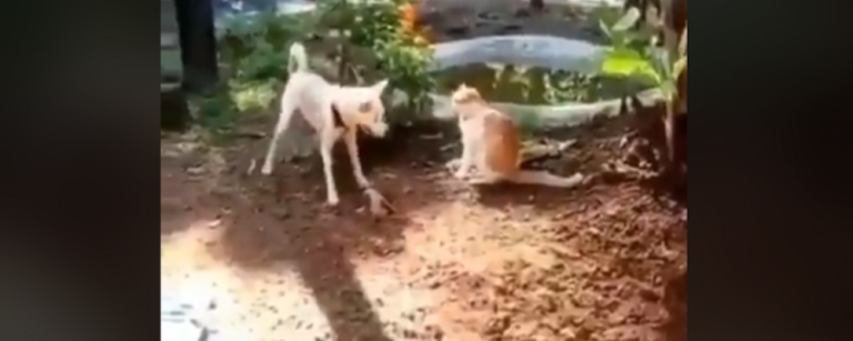 perro patada karateca