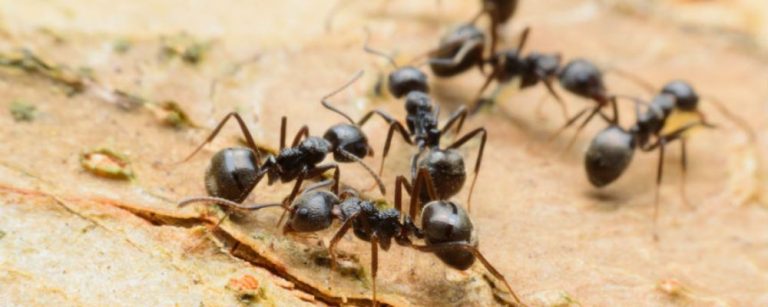 hormigas canibales