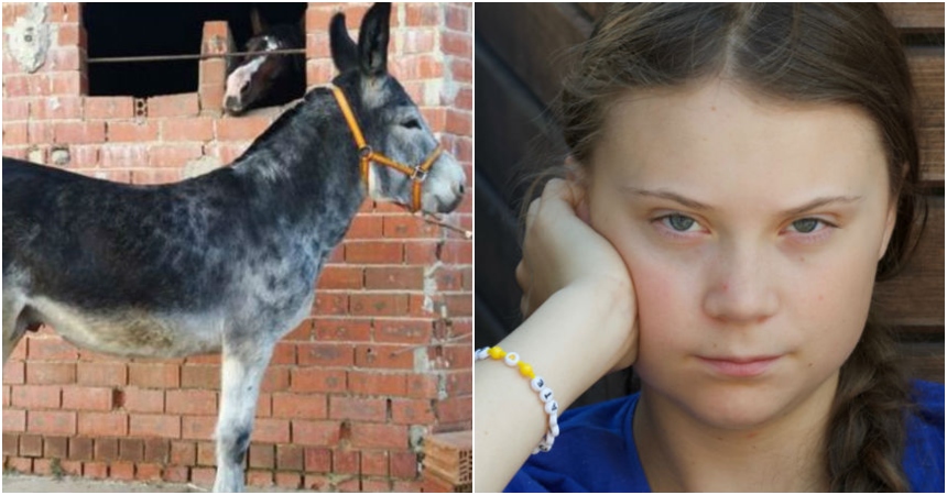 Greta Thunberg burro