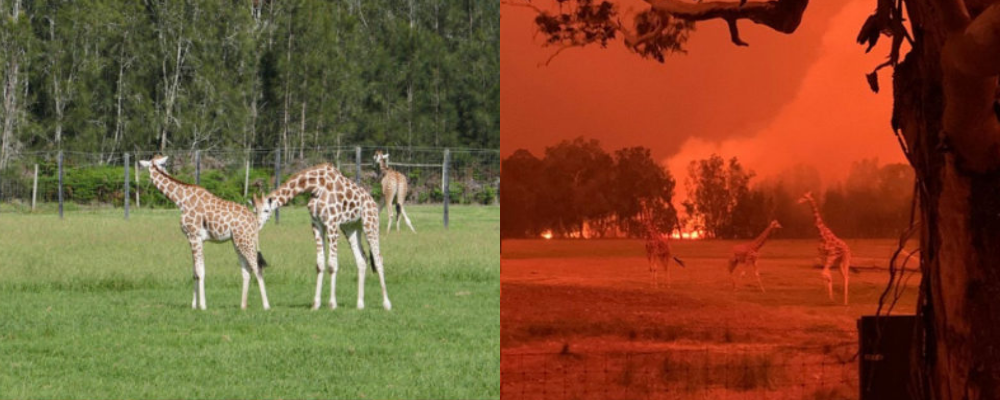 Incendios Australia