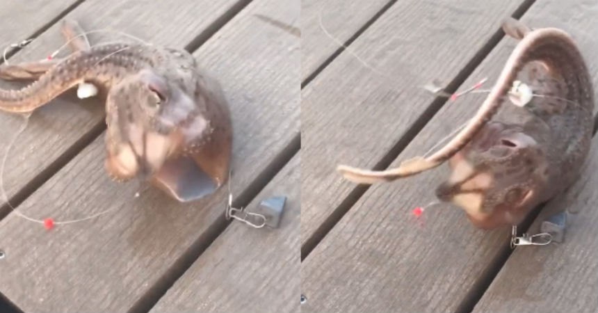 criatura mar Nueva York