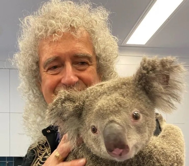 Brian May Koalas