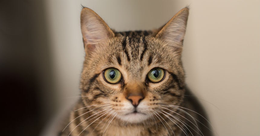 gato centro comercial