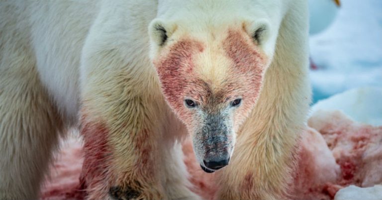 osos polares canibalismo