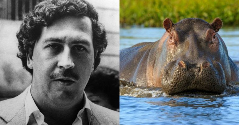 Pablo Escobar hipopótamos