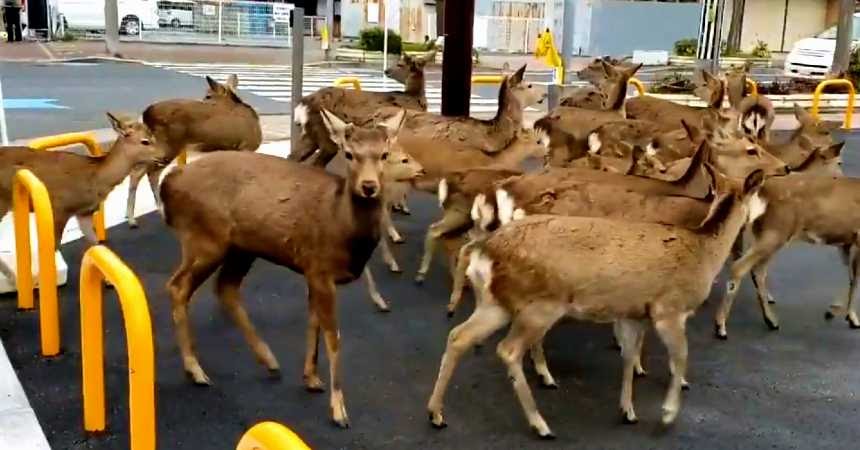 animales coronavirus