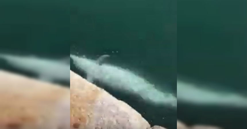 delfines coronavirus