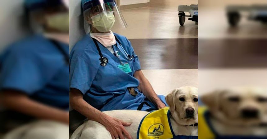 perros médicos coronavirus