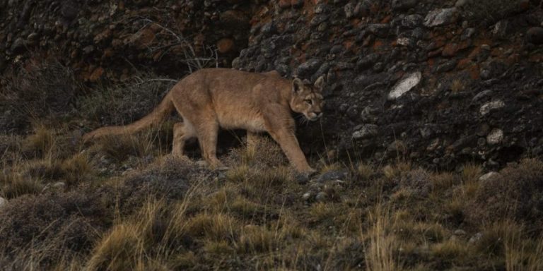 puma Santiago