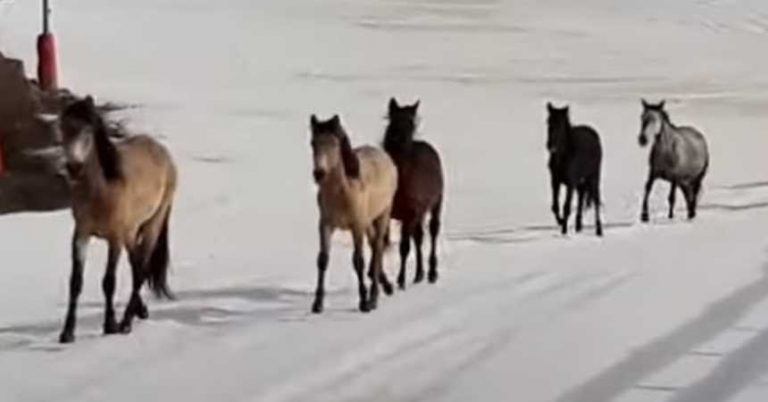 caballos salvajes esqui