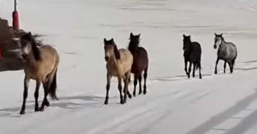 caballos salvajes esqui