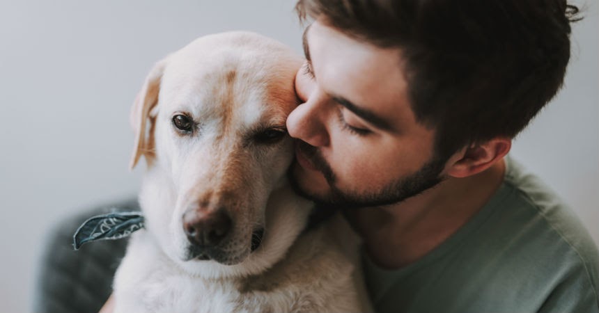 perro afecto comida