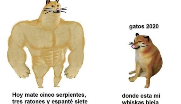 De perro grande a perro chico es el meme que se ríe del presente