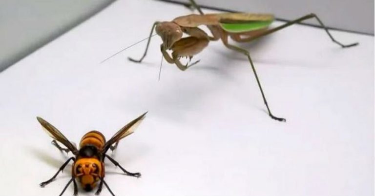 avispón gigante mantis