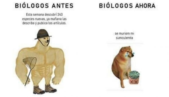 De perro grande a perro chico es el meme que se ríe del presente