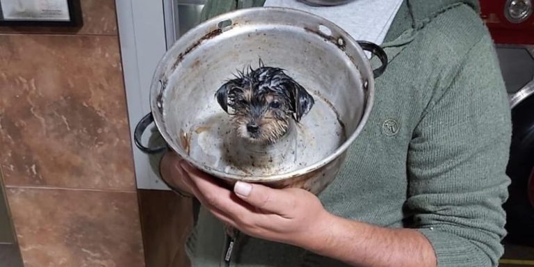 perrito queque bomberos