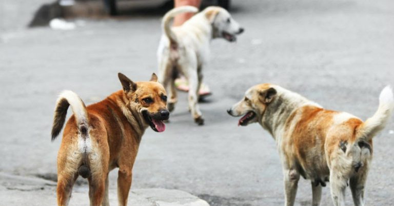 perros españa coronavirus