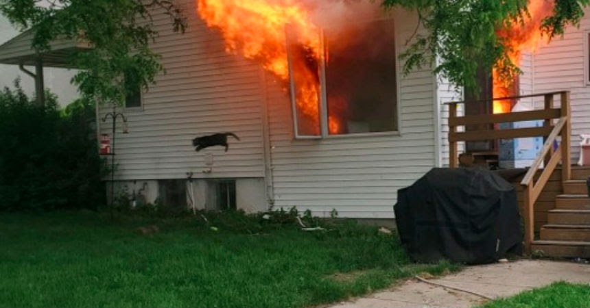 perro vecino incendio