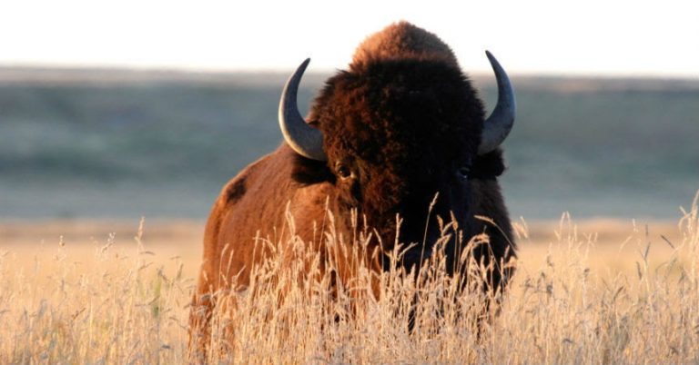 mujer bisonte