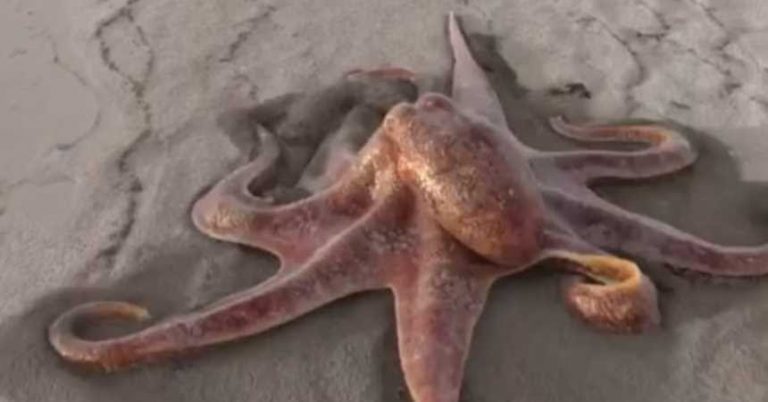 pulpo playa verdad