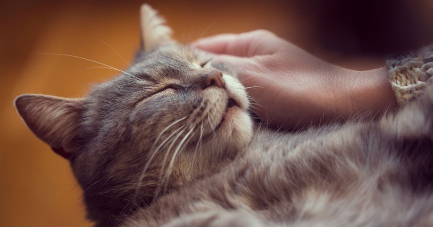 gatos cariñosos confinamiento