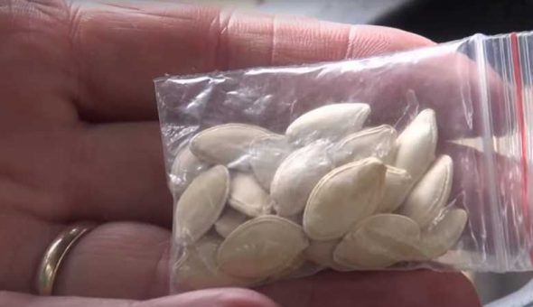 Plantó las misteriosas semillas enviadas de China para ver 'qué ...