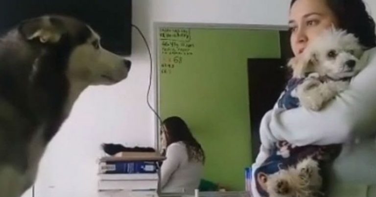 perro perdón