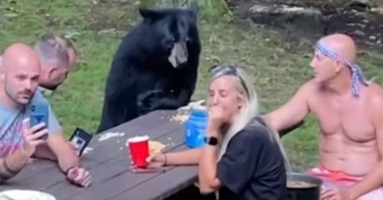 picnic oso negro
