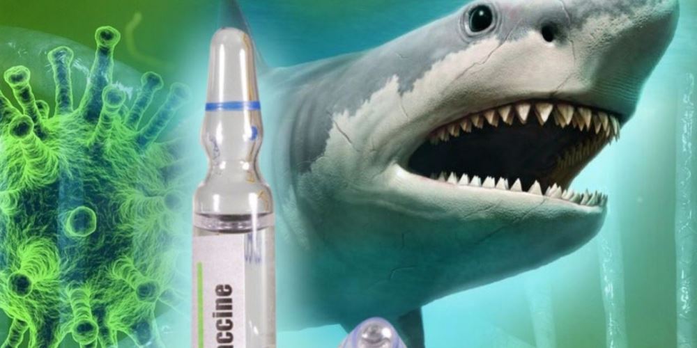 coronavirus vcuna tiburones